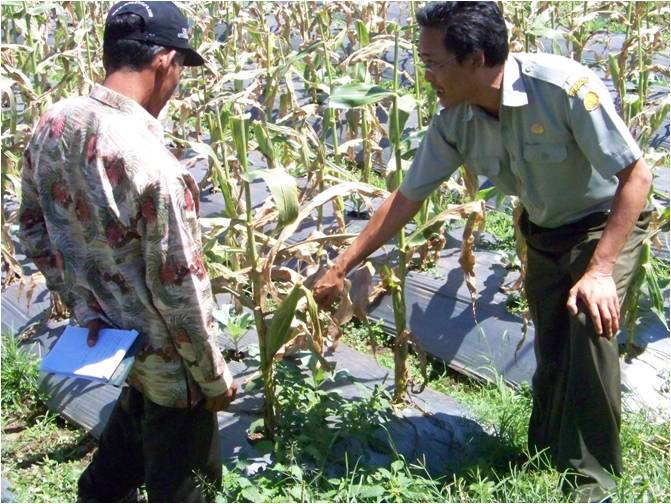 bbppl-Magang Timika-Jagung